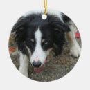 Buscar border collie adornos Animales