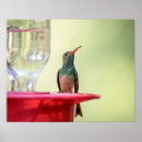 Buscar colibríes posters Animal