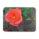 Buscar coral imanes Rosa