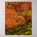 Buscar arce japonés posters Palmatum