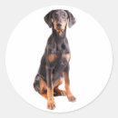 Buscar pinscher del doberman pegatinas Canina