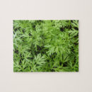 Buscar zanahorias puzzles Verde
