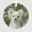 Buscar perrito de la chihuahua adornos Animal