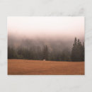 Buscar caballo blanco postales Fotografía