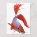 Buscar gilles postales Animales
