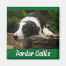 Buscar border collie imanes Cachorro