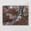 Buscar árbol y raíces postales Árboles