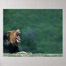 Buscar panthera leo posters Naturaleza