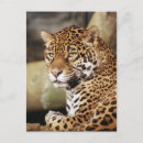 Buscar jaguar postales Animal
