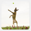 Buscar pelota de tenis pegatinas Animal