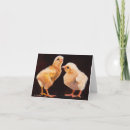 Buscar gallinas tarjetas de pascua Pollito
