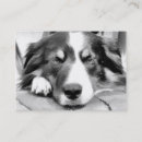 Buscar collie tarjetas de visita Red de área fronteriza