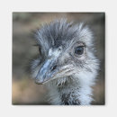 Buscar pico cuadrado fotografía Pájaro