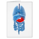 Buscar órganos internos postales Intestinos humanos