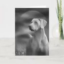 Buscar del weimaraner tarjetas Perrito