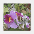 Buscar papel del libro imanes Fauna