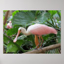 Buscar pájaros exóticos posters Flores