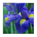 Buscar iris barbudo Blanco