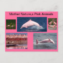 Buscar delfín rosado postales Para todos