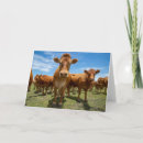 Buscar carne de vaca tarjetas 1 º ganadería