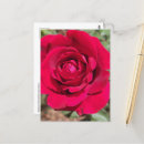 Buscar rosa roja postales Colorido