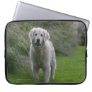 Buscar perros perdigueros fundas Fotógrafo canino