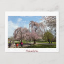 Buscar flor de cerezo postales Al aire libre