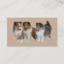 Buscar sheltie Collie