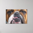 Buscar bulldog lienzos Perro
