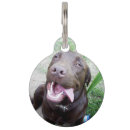 Buscar chocolate collares Perros