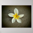 Buscar plumeria posters Hawaiano