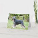 Buscar schnauzer fotografía Trabajador conjunto