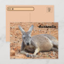 Buscar canguro fotografía Fauna de australia