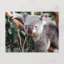 Buscar osos de koala postales Animal
