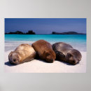 Buscar sail posters Sand