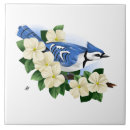 Buscar pájaros azules azulejos Aves