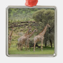 Buscar camelopardalis del giraffa Fauna