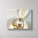 Buscar orquídeas lienzos Floral