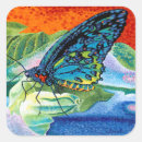 Buscar mariposa arco iris pegatinas Insectos