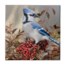 Buscar patio trasero azulejos Aviar