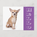 Buscar chihuahuas postales Cachorro