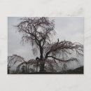 Buscar árbol japonés postales Sakura
