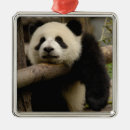 Buscar shaanxi Comportamiento
