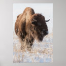 Buscar del bisonte posters Nativo
