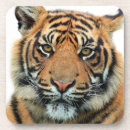 Buscar tigres posavasos Para él