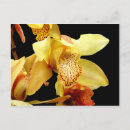 Buscar orquídeas amarillas postales Flor