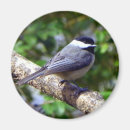 Buscar chickadee imanes Animales