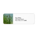 Buscar cattails Charca
