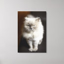 Buscar himalayan decoracion Animal