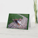 Buscar perrito del sheltie Animal